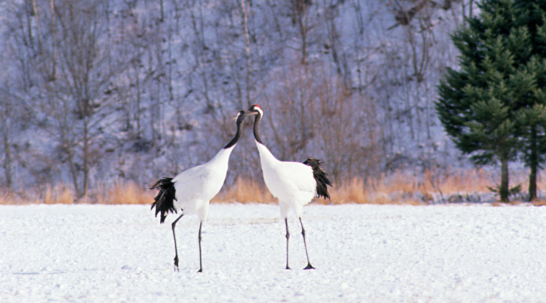 年末年始休業のお知らせ